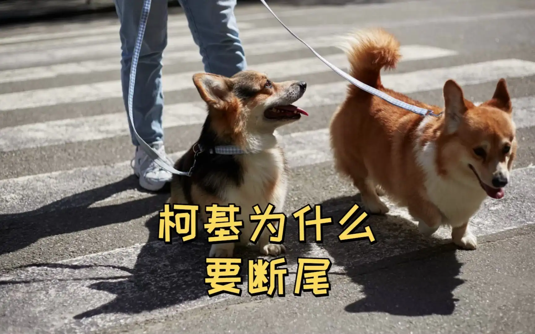 柯基犬为什么要断尾巴的原因(柯基犬为什么要断尾,一个小故事来告诉你!)