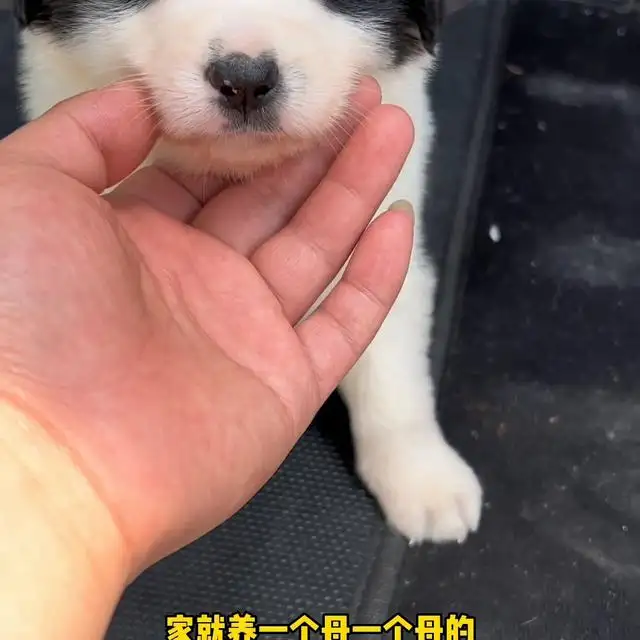 一只边境牧羊犬幼犬多少钱(一只边境牧羊犬幼犬多少钱啊)