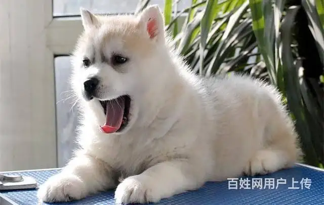 哈士奇幼犬好养么(哈士奇好养吗聪明吗)