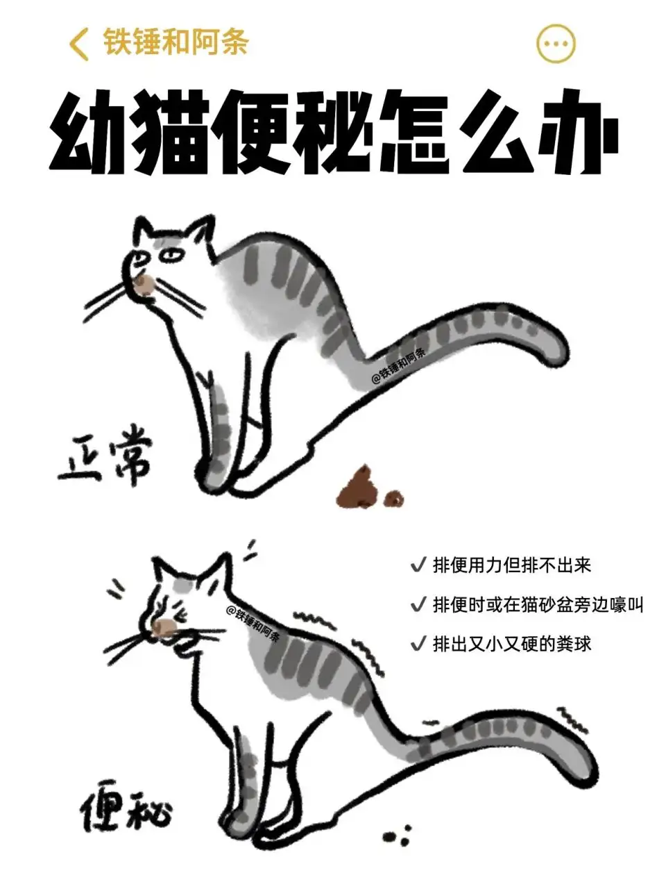 一个月幼猫便秘怎么办(一个月的小猫便秘5天正常么)