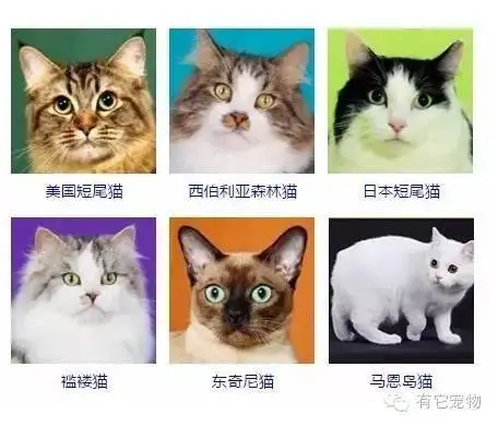 猫的种类都有哪些(猫的种类有哪些图片)