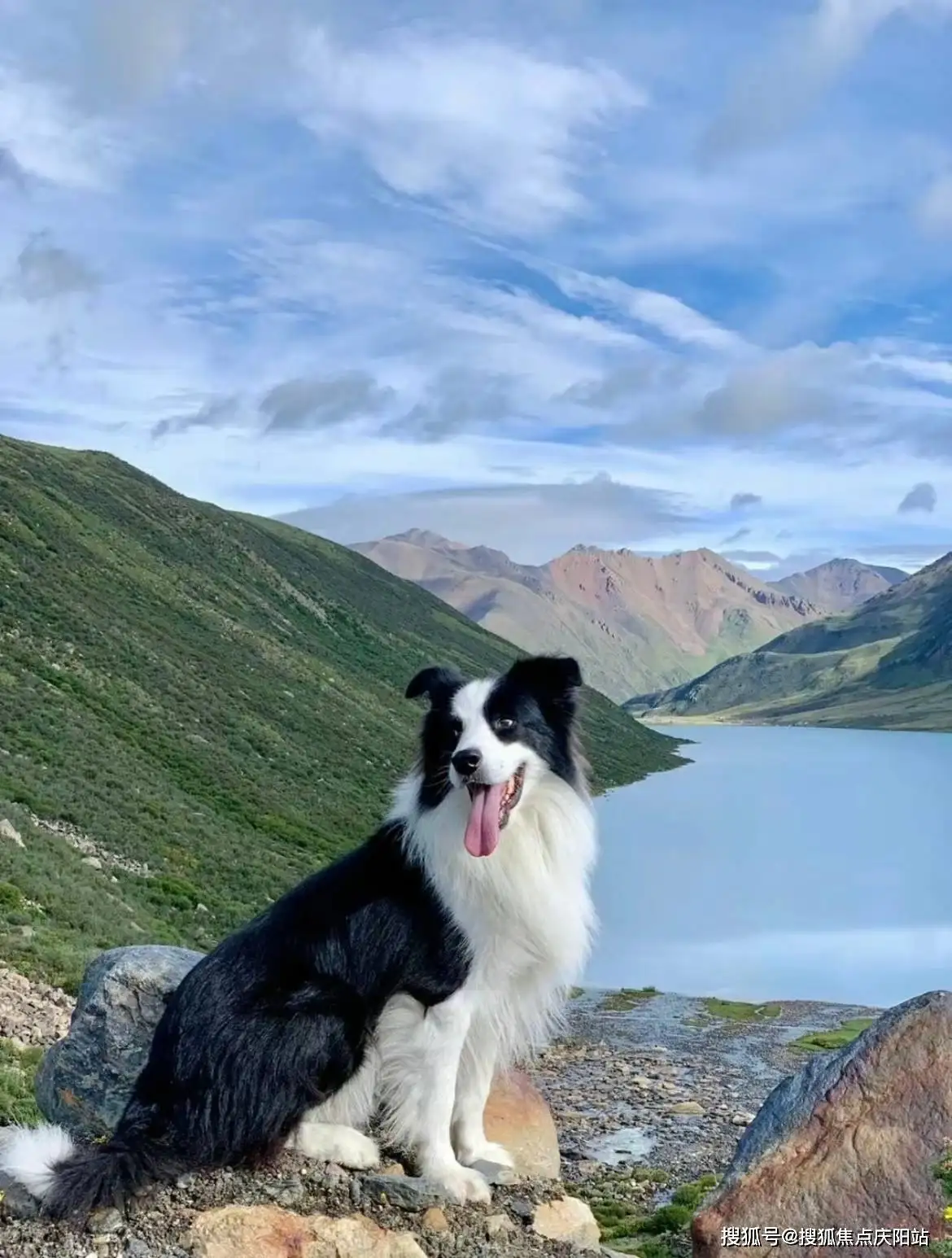 边境牧羊犬多少钱一只好养吗?(边境牧羊犬价格 边境牧羊犬多少钱)