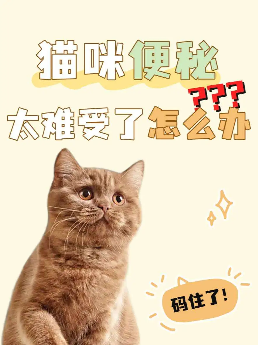 一个月幼猫便秘怎么办(一个月的小猫便秘5天正常么)