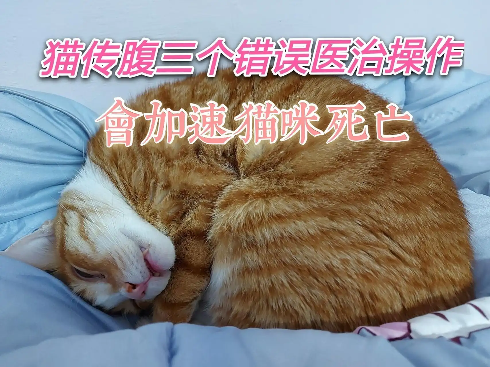 猫传腹怎么治疗(猫传腹怎么治疗土方法)