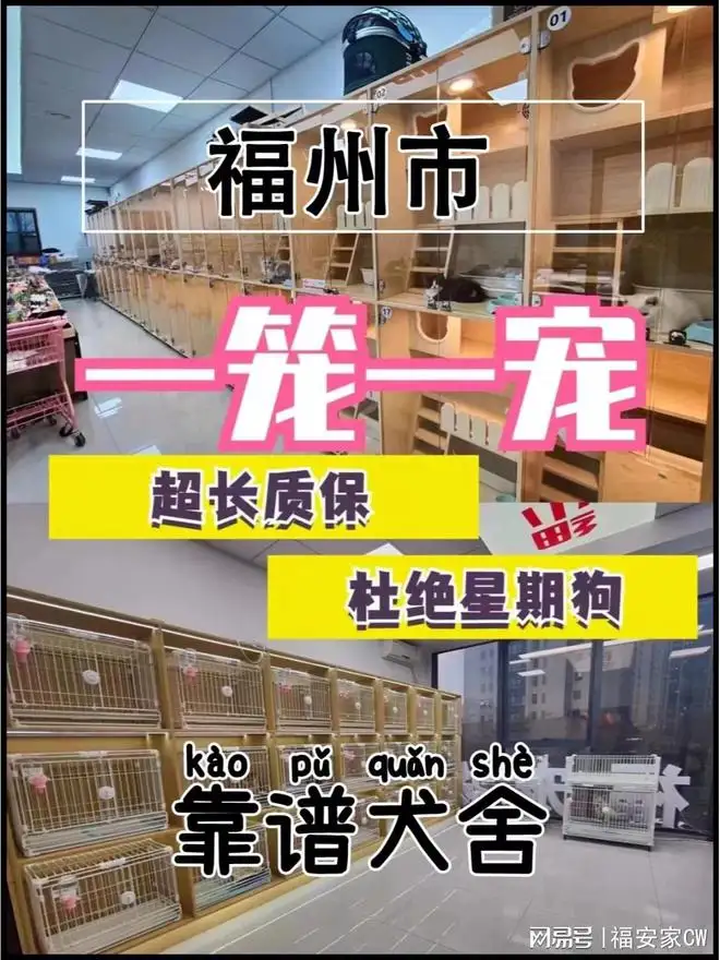 宠物店里的猫一般在多少价格(宠物店里的猫一般在多少价格卖)