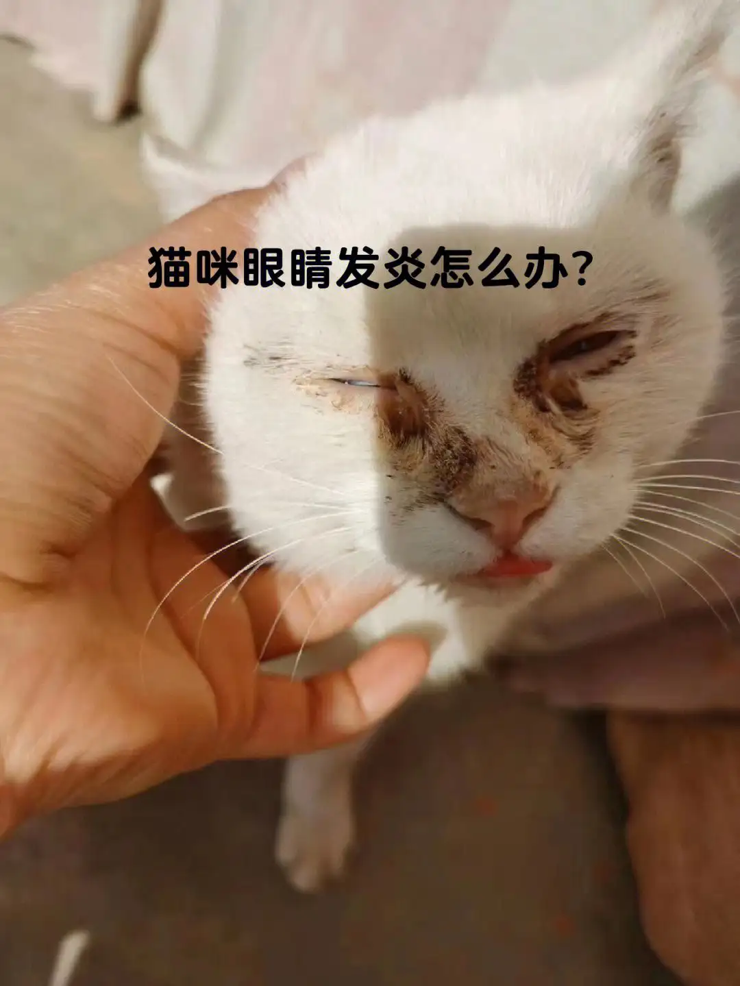 猫眼睛发炎是什么原因引起的(猫眼睛发炎是什么原因引起的图片)