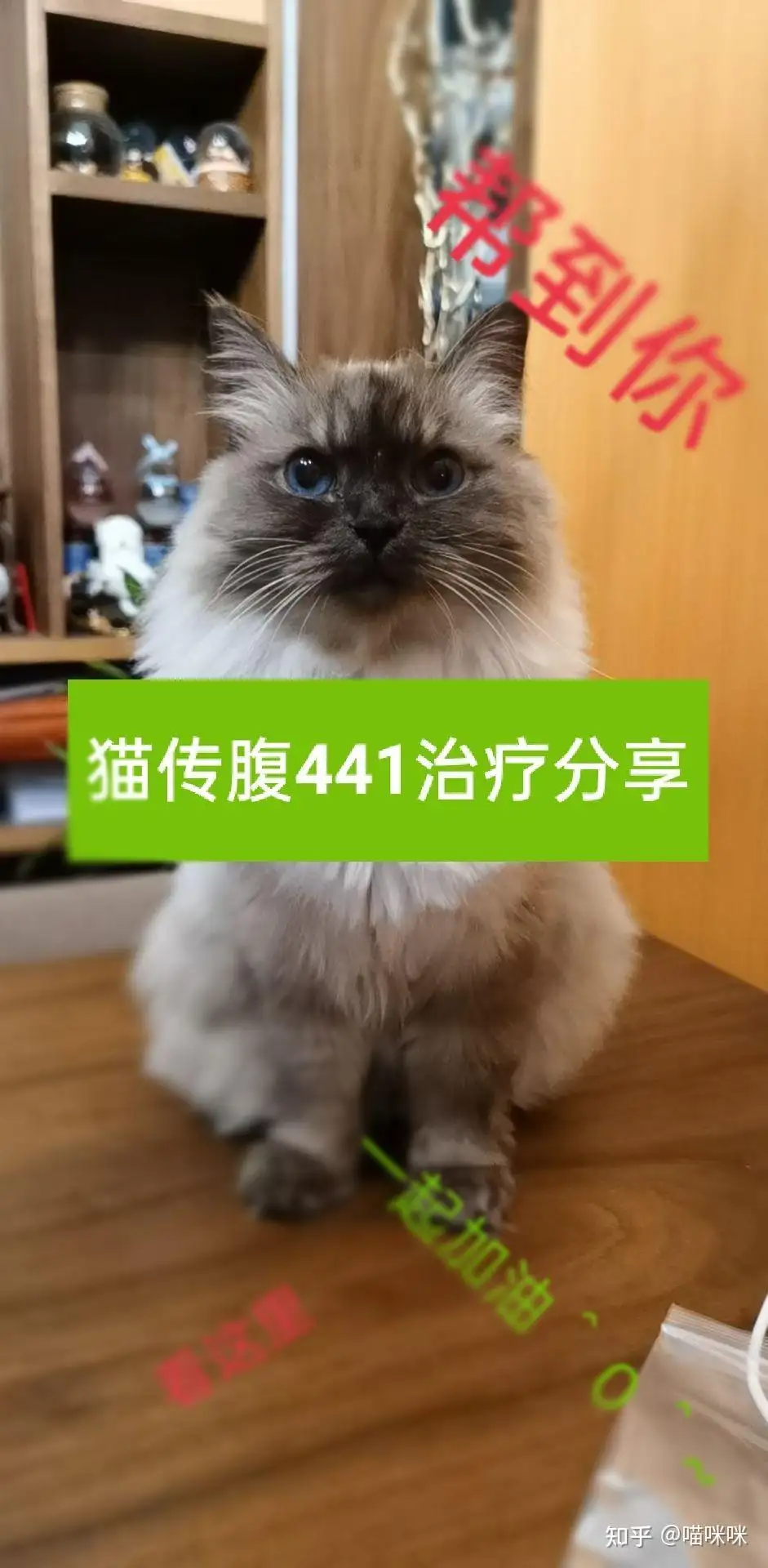 猫传腹能治好吗411(猫传腹能治好吗,预后怎么样)