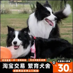 纯种边境牧羊犬价格(纯种边境牧羊犬幼犬多少钱一只)