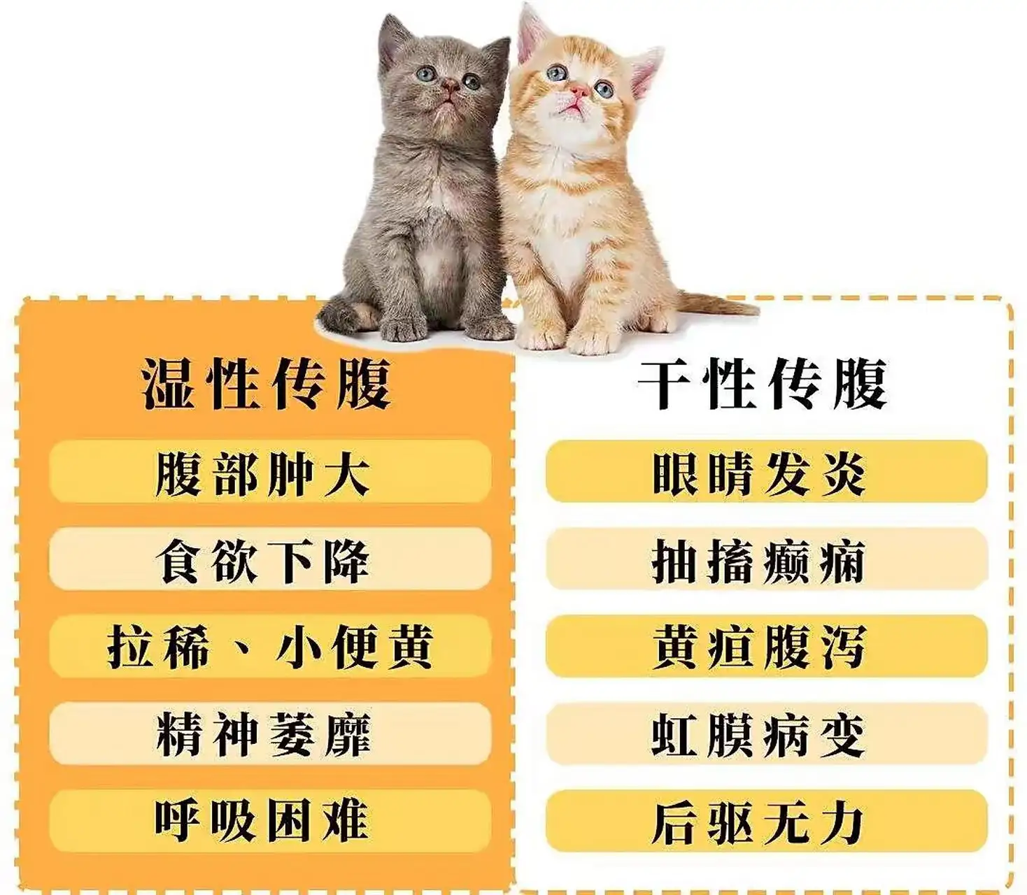 猫传腹怎么治疗(猫传腹怎么治疗土方法)