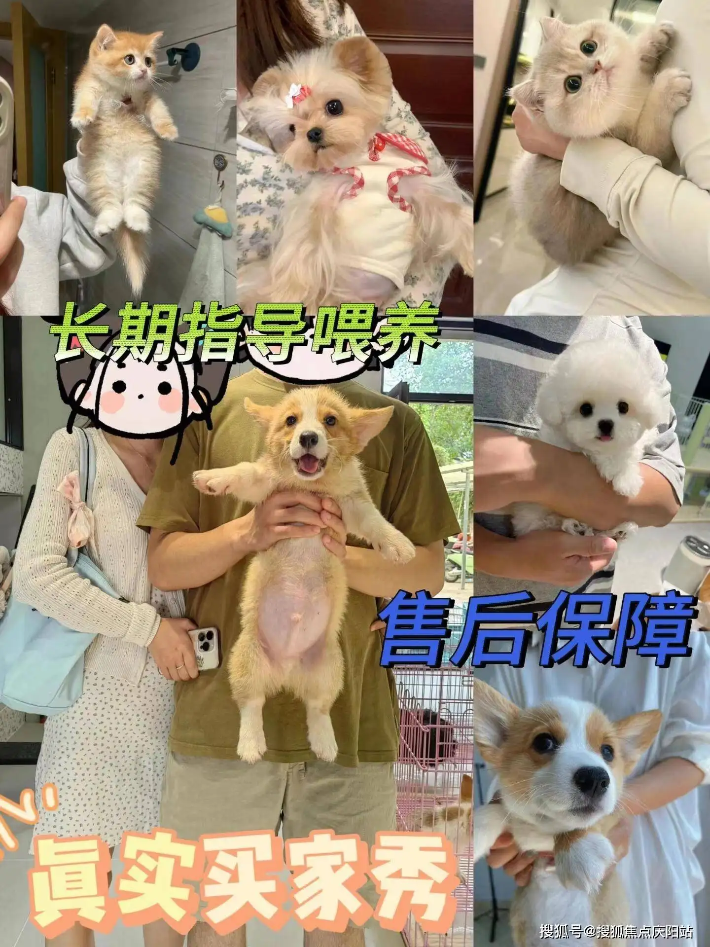 养猫养狗有什么好处(养猫干净还是养狗干净)