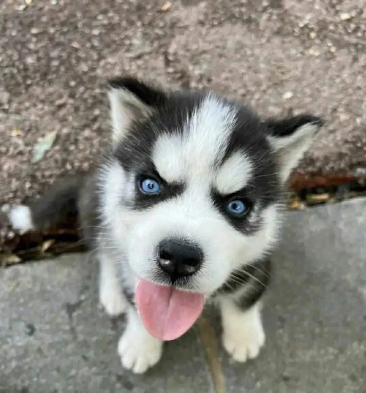 纯种哈士奇幼犬一只一般多少钱(纯种哈士奇幼犬一只一般多少钱呀)