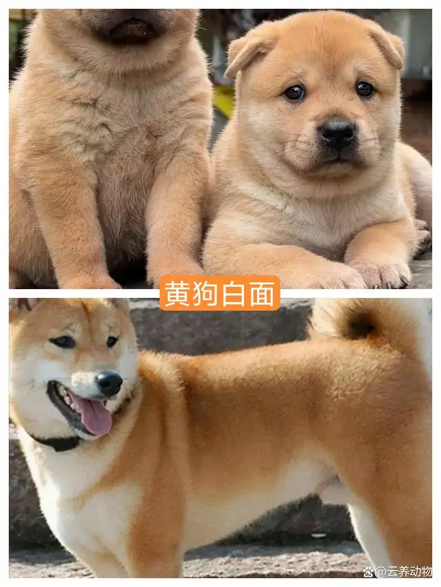 中华田园犬能不能养(中华田园犬能不能养在房间里面呢)