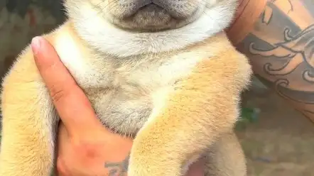 中华田园犬黄犬(中华田园犬黄犬价格)