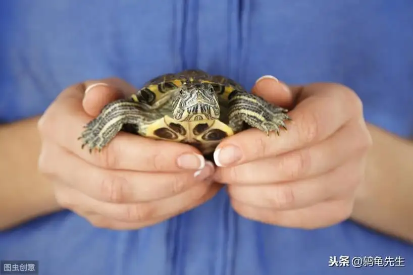 乌龟冬眠需要水吗(乌龟冬眠的时候需要水吗?)