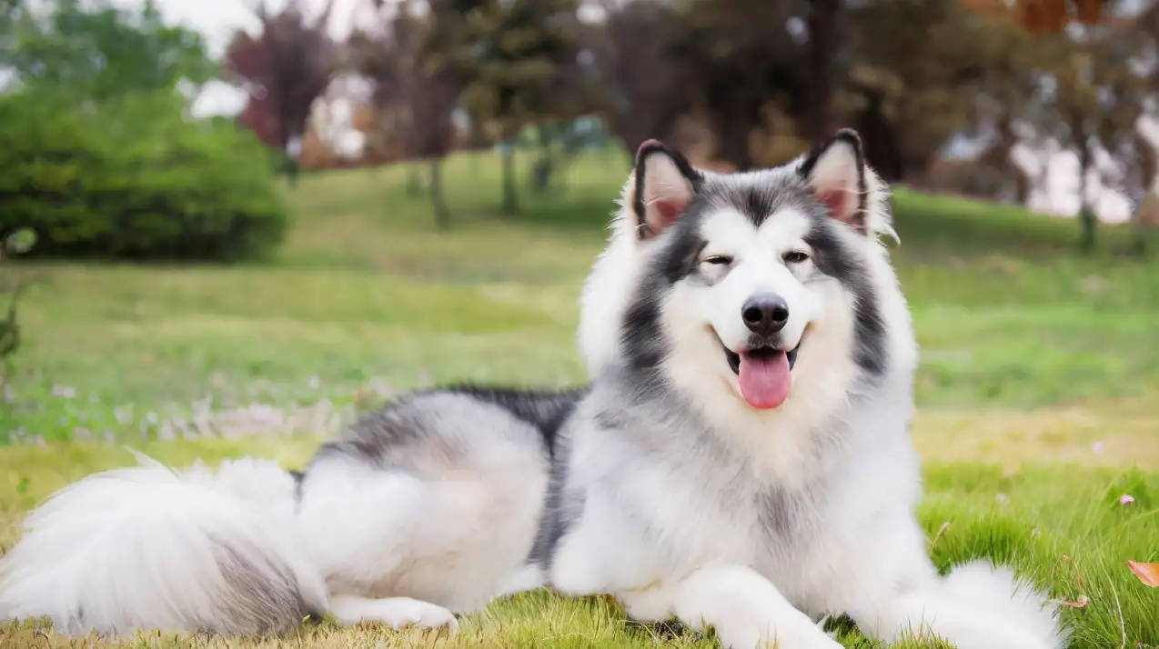 阿拉斯加犬护主(阿拉斯加犬护主嘛)