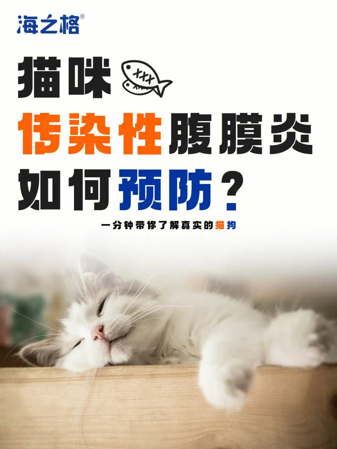 猫传腹的发病周期(猫传腹发病时间一般多久)