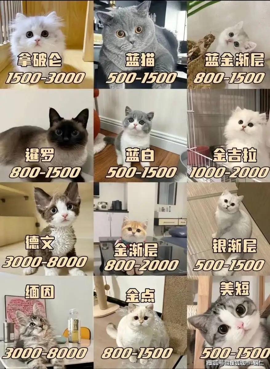 猫的品种跟价格(猫的品种跟价格的关系)