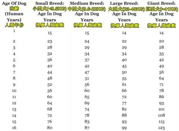 狗一岁等于人类几岁(狗一岁等于人多少岁?)