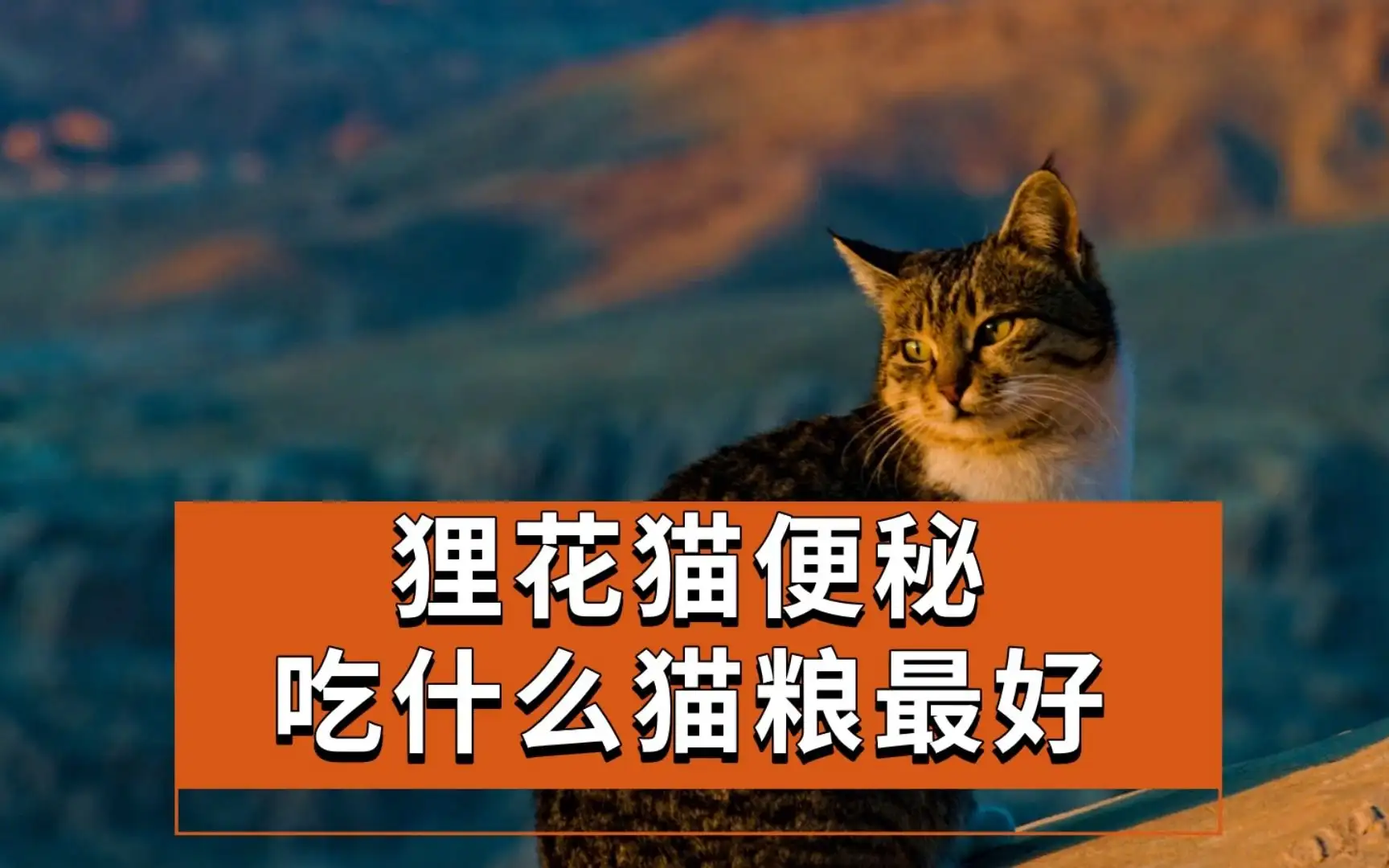 猫吃什么能治便秘(猫吃什么能治便秘最有效)