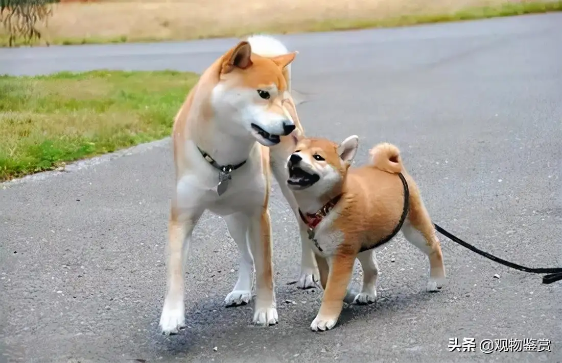 日本狗秋田犬和柴犬图片(秋田犬和柴犬都是日本的吗)