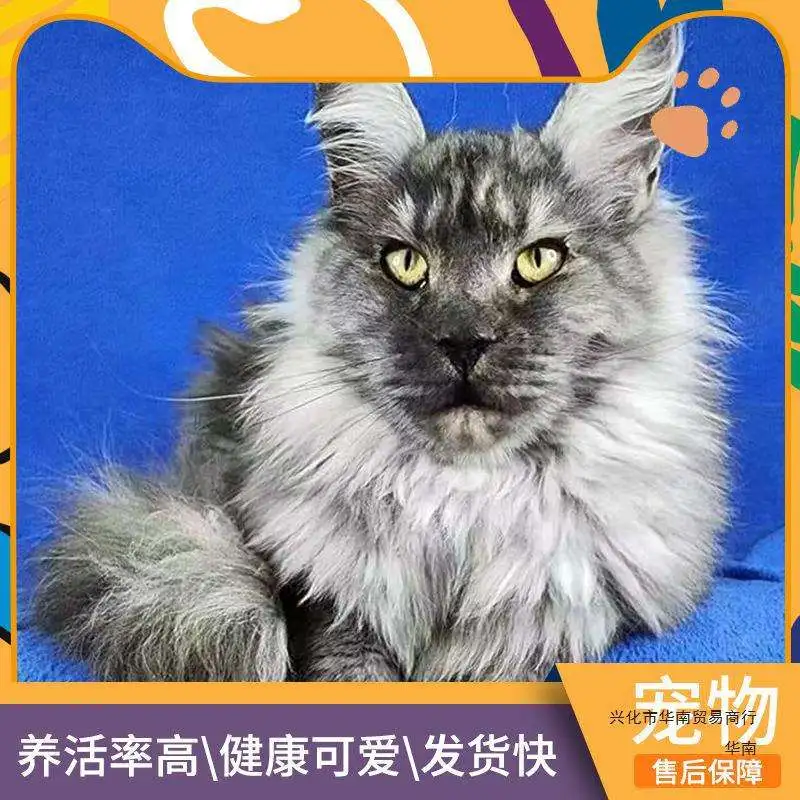 大型宠物猫品种(大型宠物猫品种图片)