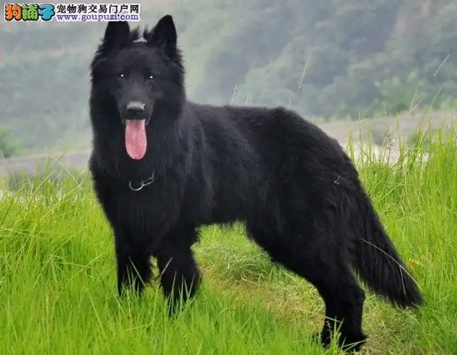 比利时牧羊犬幼犬价格(比利时牧羊犬幼犬价格和图片)