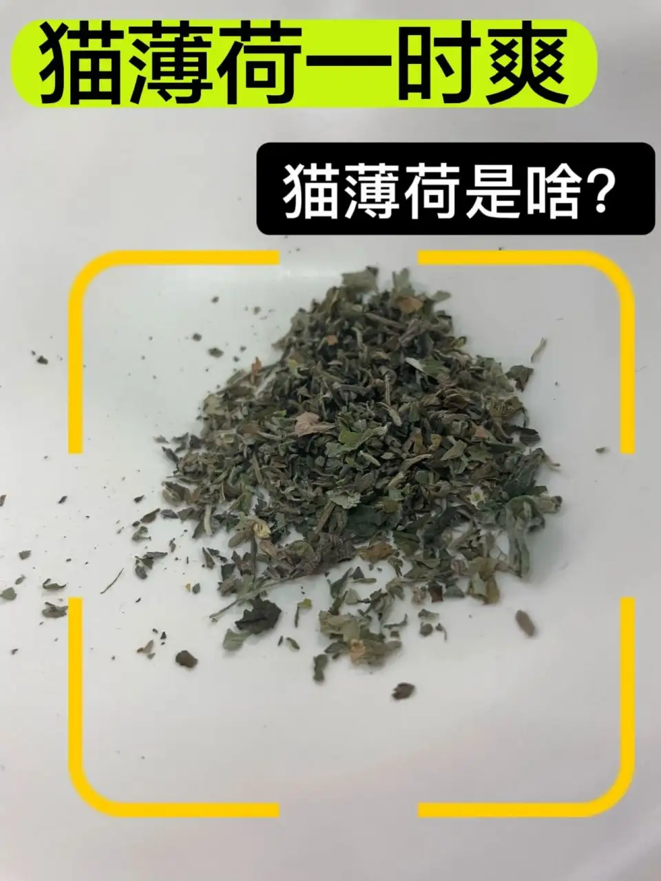 小猫能闻猫薄荷么(猫咪可以闻薄荷味吗)