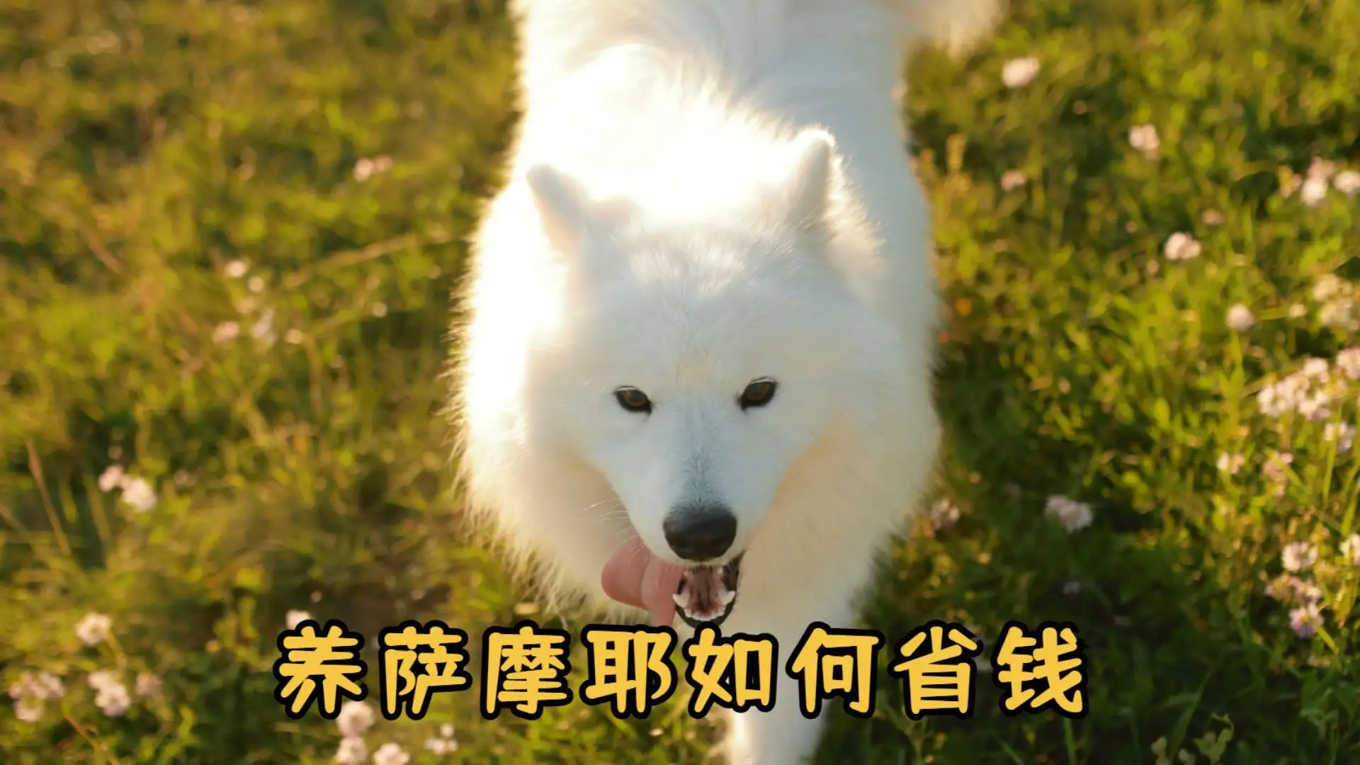 萨摩耶犬多少钱一只市场价(萨摩耶犬价格大概多少钱一只)