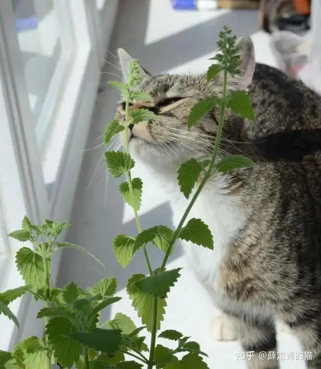 猫喜欢薄荷(猫喜欢薄荷味吗)