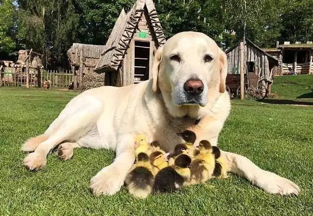 怎么养拉布拉多犬(怎么养拉布拉多犬?)