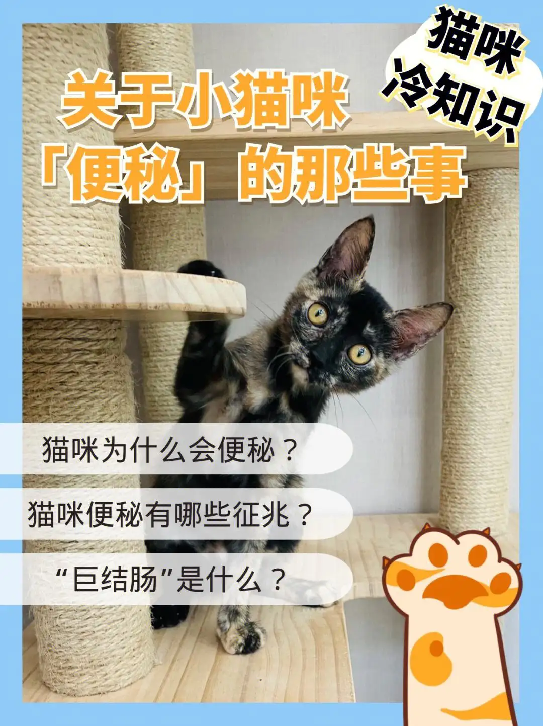 猫咪吃什么不便秘(猫咪吃什么可以缓解便秘)