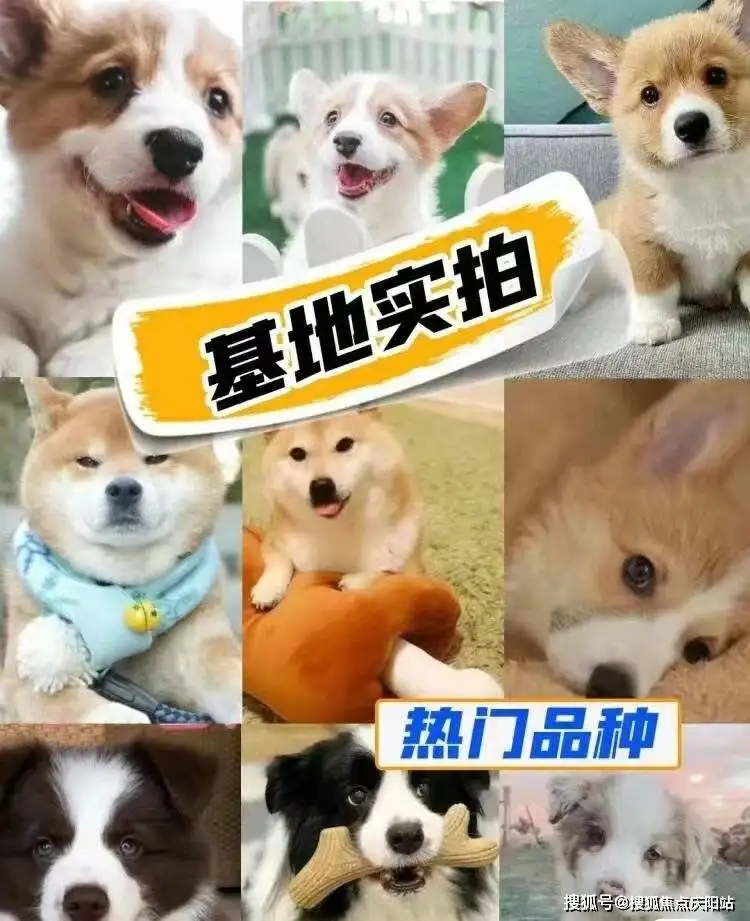 阿拉斯加犬养殖基地(阿拉斯加犬养殖基地地址)