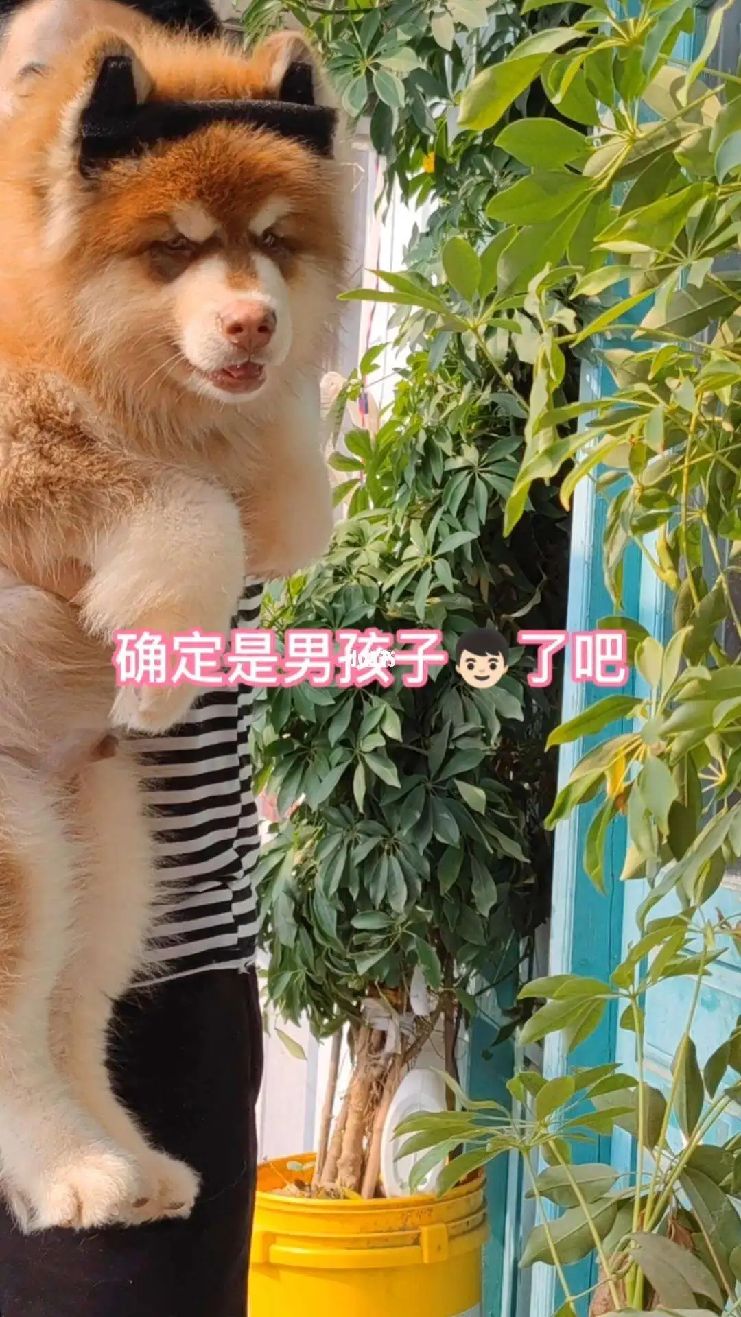 阿拉斯加犬熊版多少钱(阿拉斯加犬熊版和狼版图片)