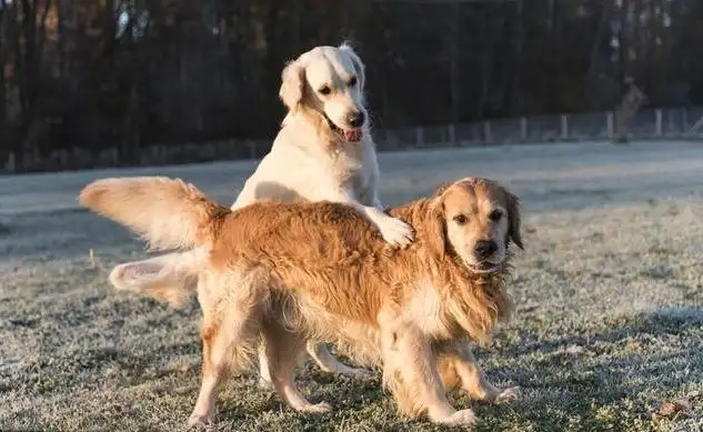 拉布拉多和金毛配出来的犬长什么样(拉布拉多犬和金毛犬杂交出来好不好看)