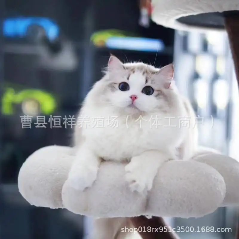 猫咪布偶多少钱(布偶猫多少块钱一个)