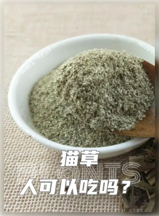 小猫能闻猫薄荷么(猫咪可以闻薄荷味吗)