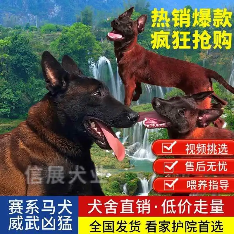 比利时牧羊犬幼犬价格(比利时牧羊犬幼犬价格和图片)