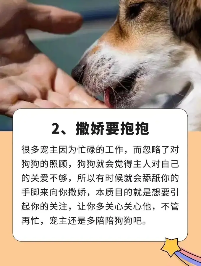 狗狗舔人的腿是什么意思(狗狗舔人大腿是不是表示喜欢)