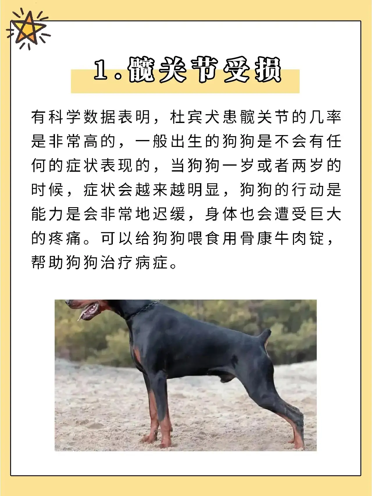 杜宾犬种类(杜宾犬有哪几种)