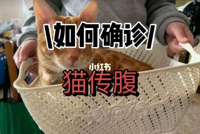 怎么能确诊猫传腹(怎么样才能确诊猫传腹)