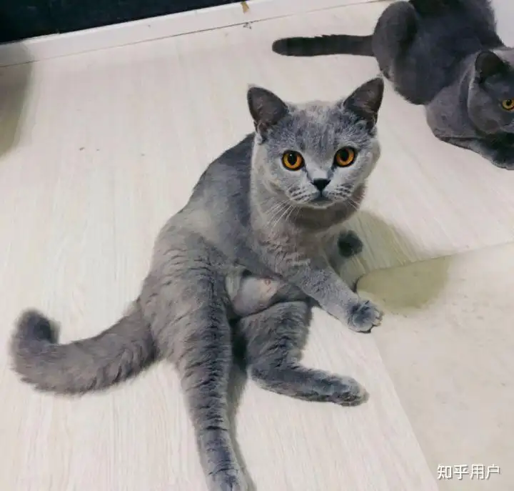 小猫几个月能怀孕(小猫几个月怀孕比较好)