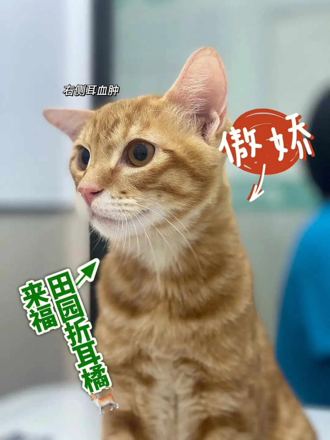 橘猫折耳猫多少钱一只(橘猫折耳猫多少钱一只幼崽)