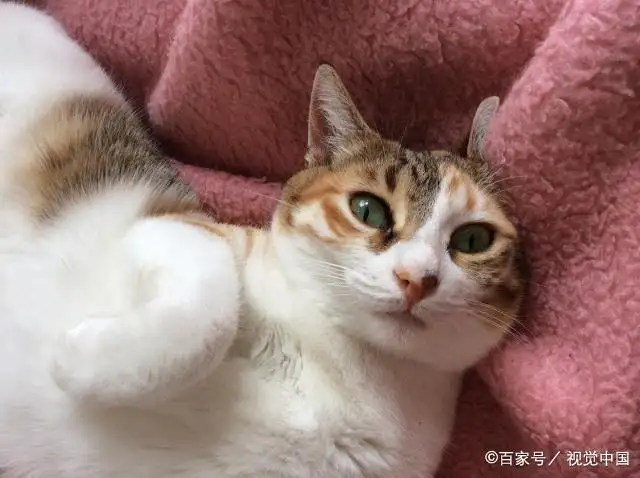 猫回来月经吗(母龙猫会来月经吗)