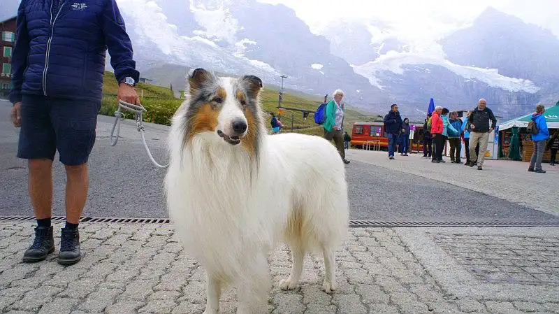 苏格兰牧羊犬什么颜色最贵(苏格兰牧羊犬什么颜色最贵最好看)