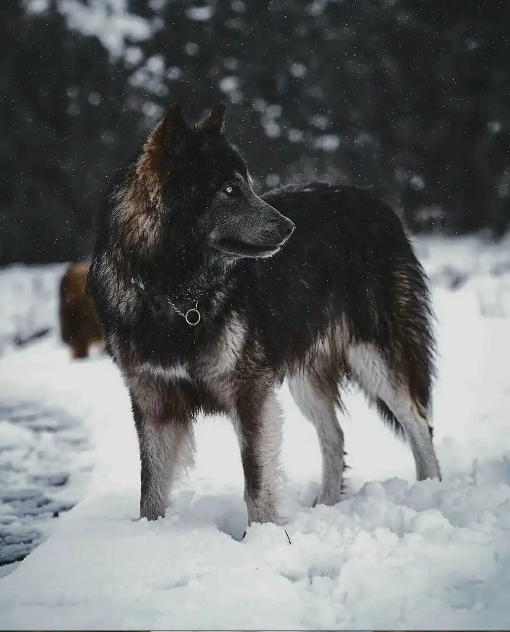 蓝湾牧羊犬多少钱一只(蓝湾牧羊犬多少钱一只藏獒)