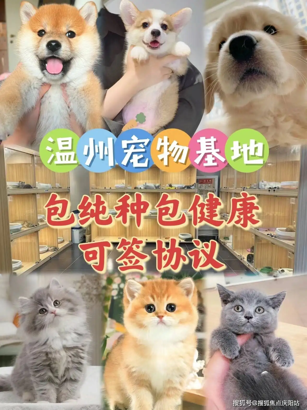 无尾猫多少钱一只(无尾猫是一种观赏猫)