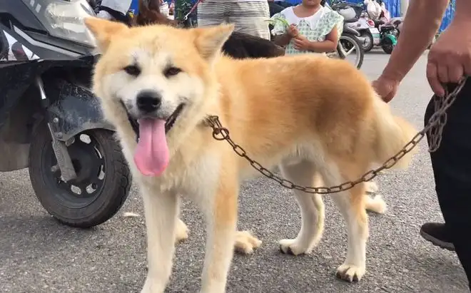 秋田犬一般都多少钱(秋田犬一般多少钱一条)