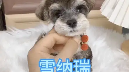 雪纳瑞的喂养常识(雪纳瑞幼犬怎么喂食)