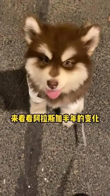 阿拉斯加犬多少钱一支(阿拉斯加犬价格多少钱一只)