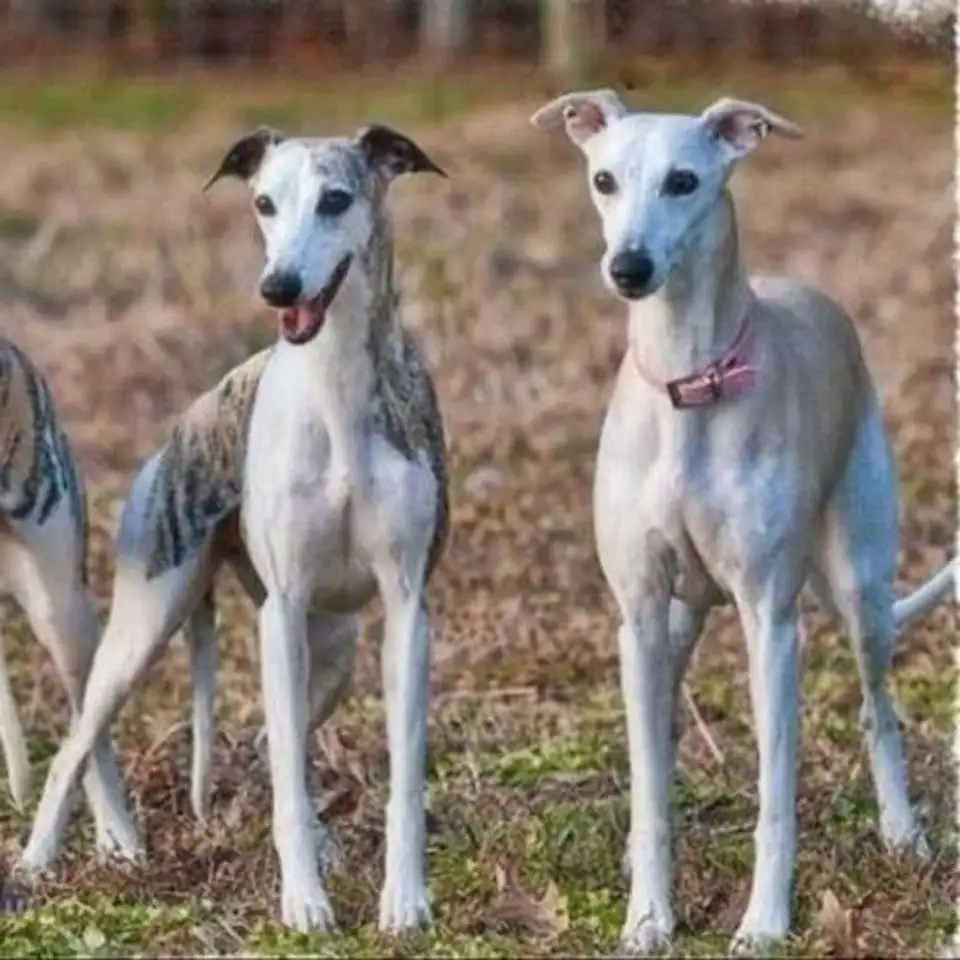 灵缇狗小犬多少钱一只(灵缇狗小犬多少钱一只图片)